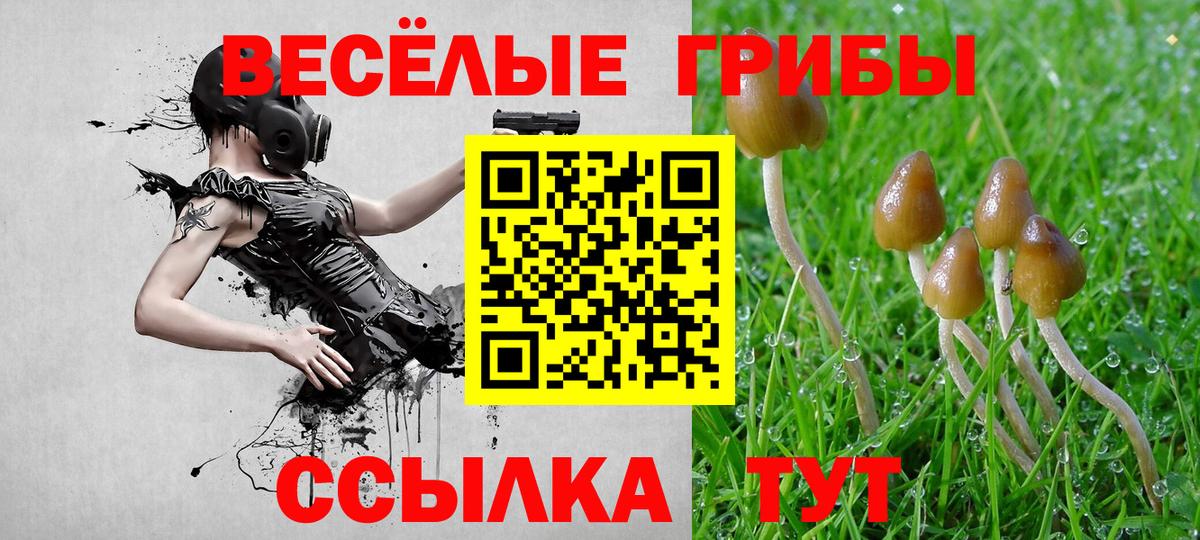 Псилоцибиновые грибы Psilocybe Выборг